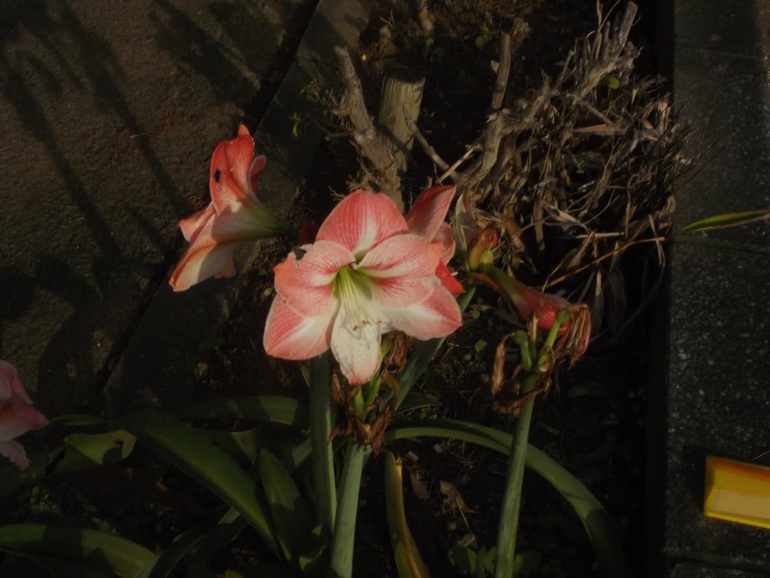 FUJIFILM FinePix JX490 상품이미지5