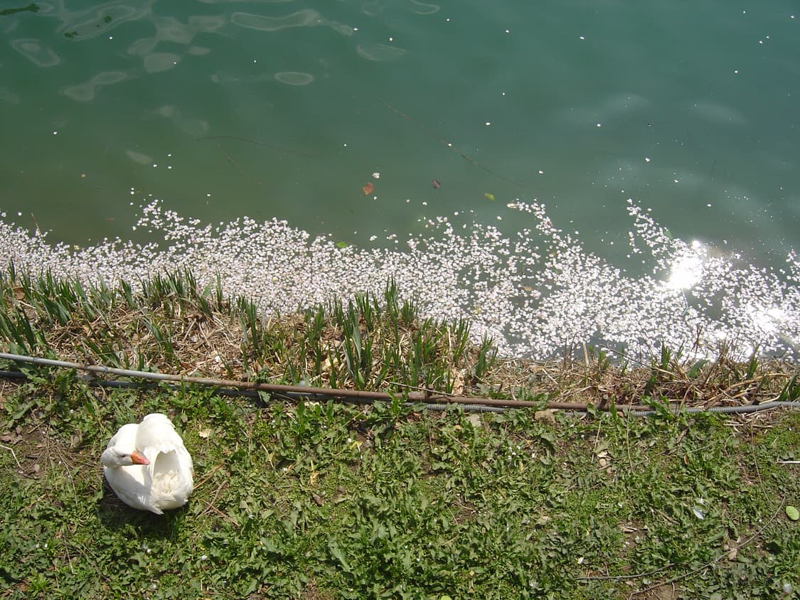 빈티지디카) 소니 사이버샷 DSC-P10 상품이미지7