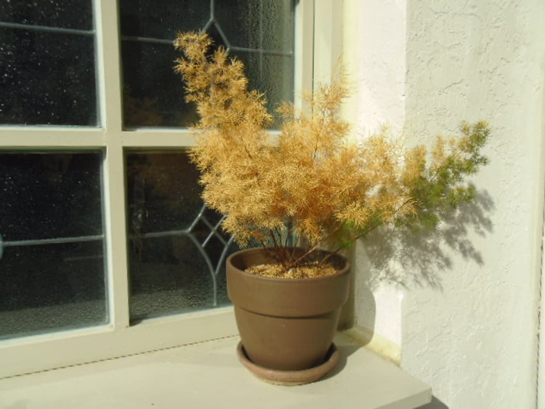 펜탁스&리코 Optio LS465 빈티지 디카 빈티지 카메라 상품이미지9