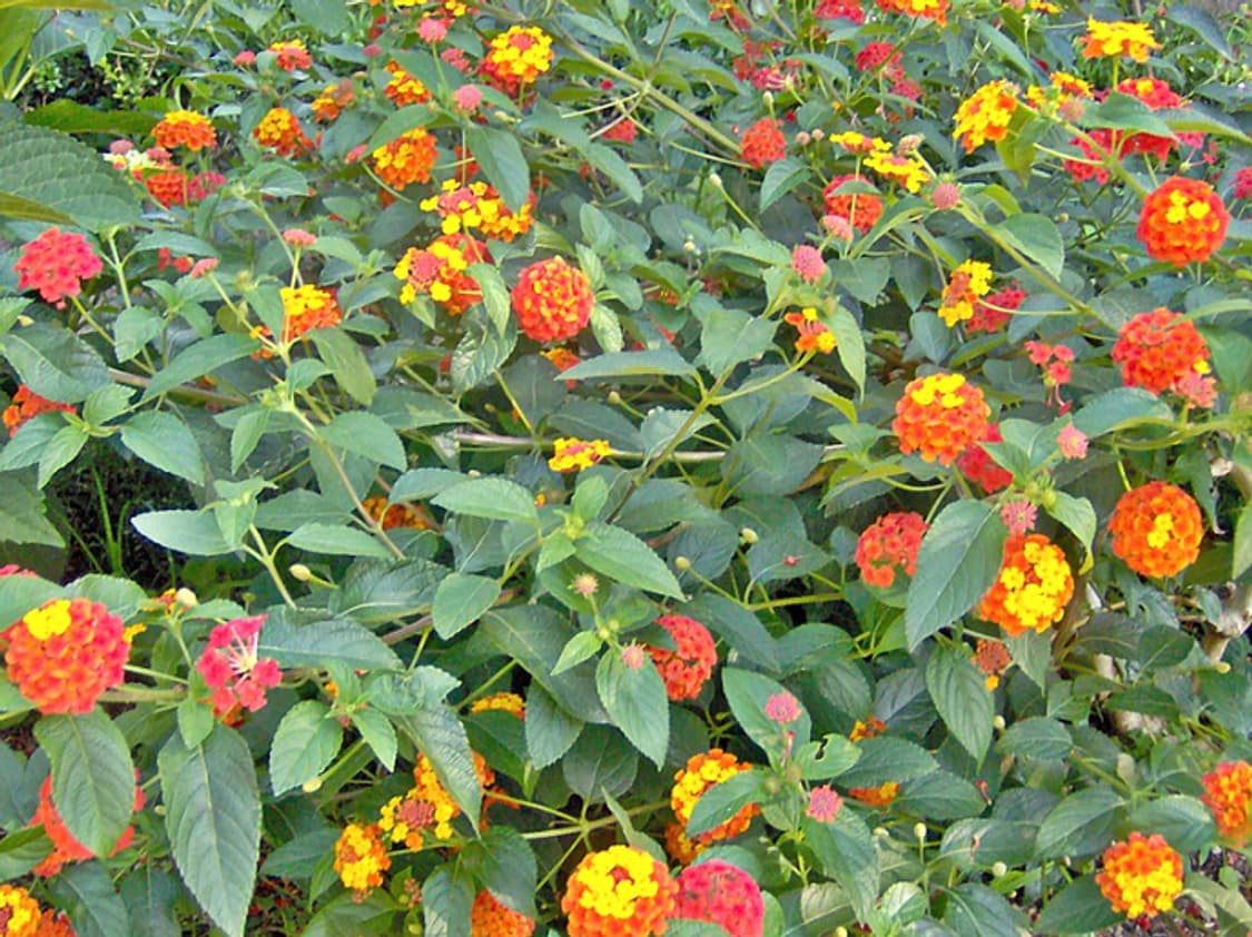 HP 포토스마트 M307 디카 (빈티지 카메라) 상품이미지9