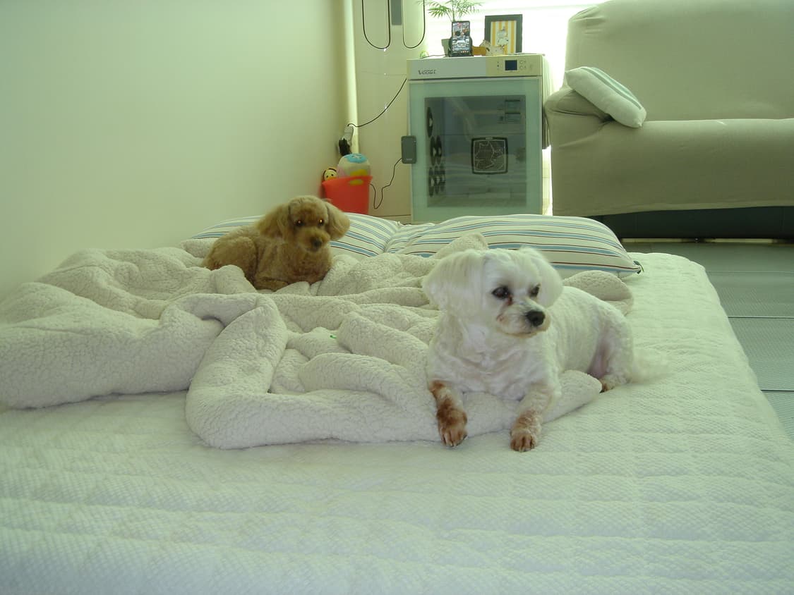 빈티지디카 소니 t1 상태좋음 상품이미지10