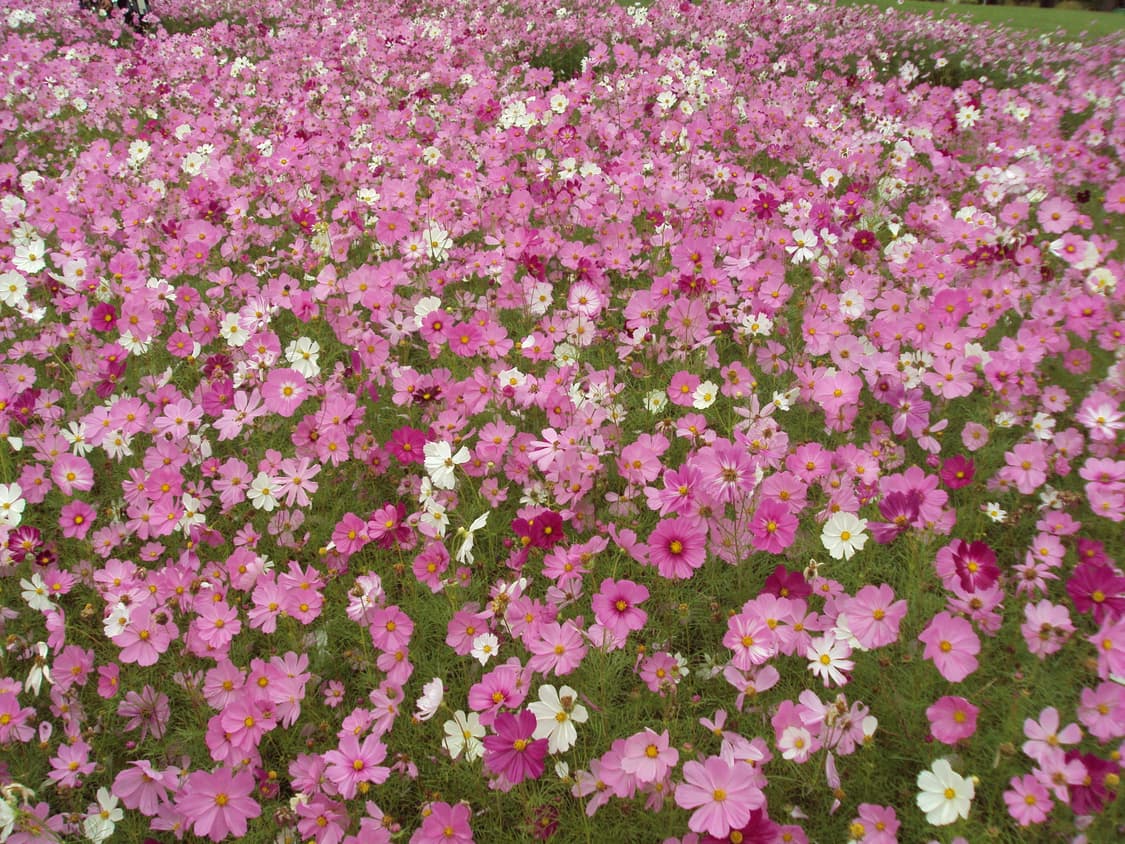 소니 사이버샷 핑크 디카 DSC-S950//작례O 상품이미지6