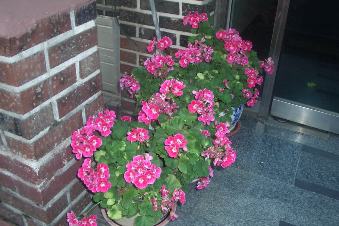 카시오 엑슬림 ex-z4 디카 (빈티지 카메라) 상품이미지7