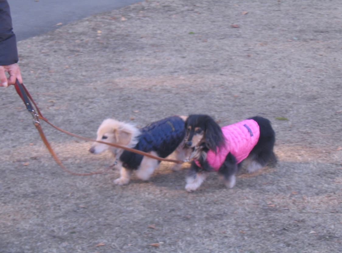 캐논 파워샷a70 디카(작례ㅇ) 상품이미지8