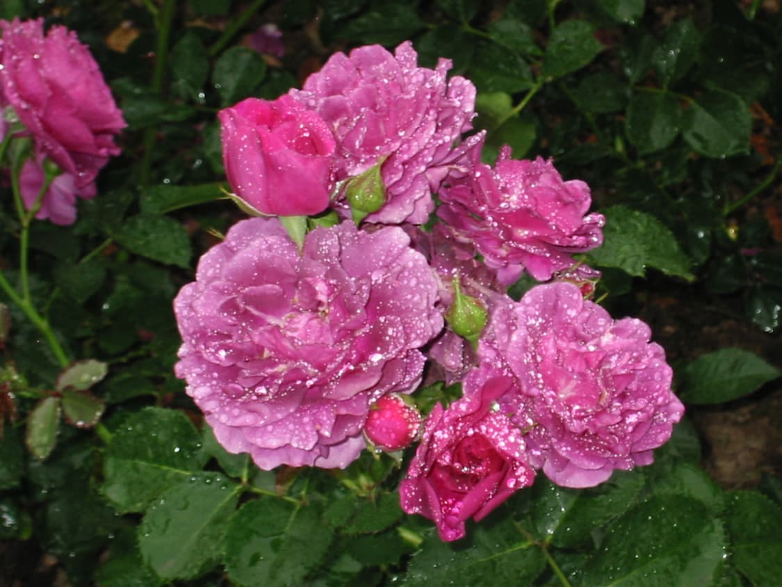 캐논 Canon IXY Digital 300 빈티지 디지털 카메라 상품이미지7