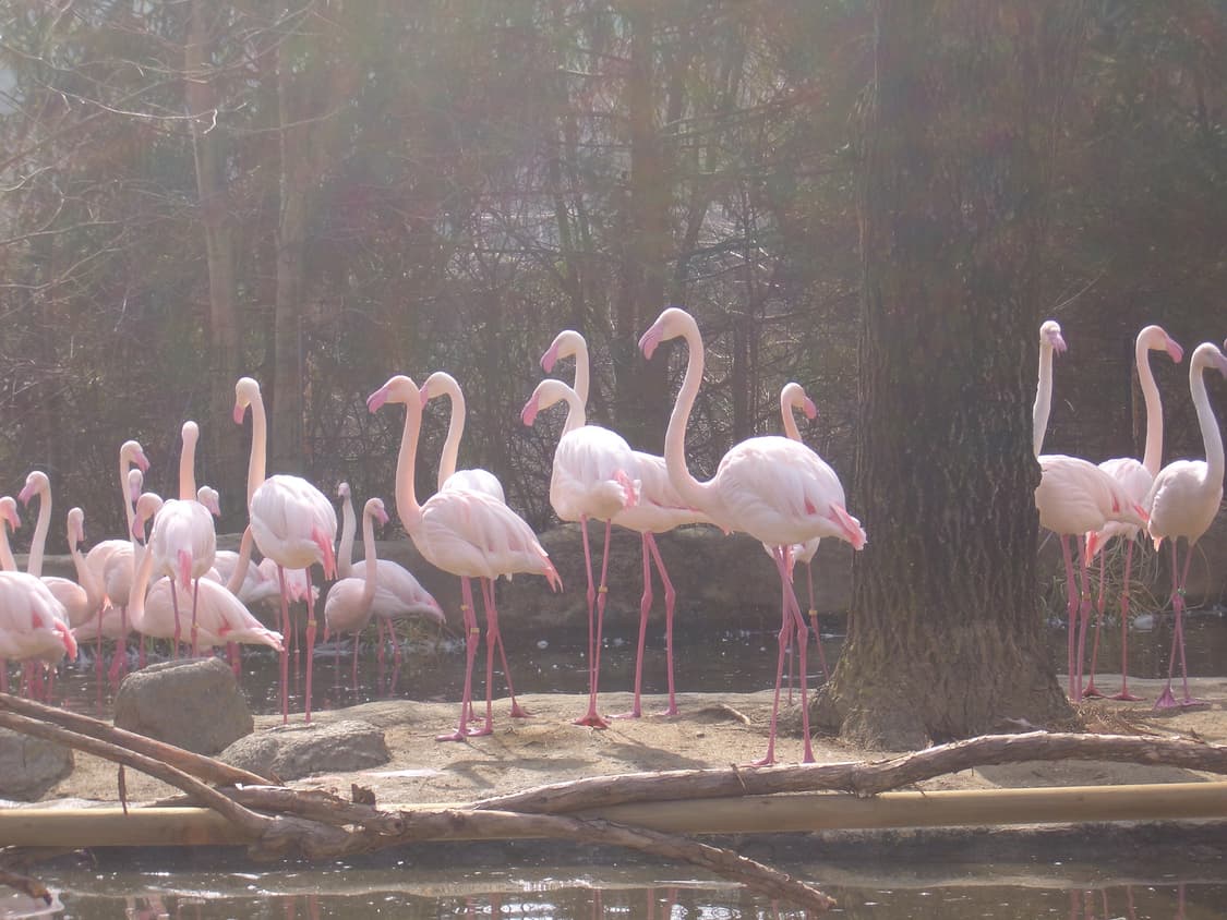 작례⭕️)사쿠라디카! casio exilim z55 상품이미지6