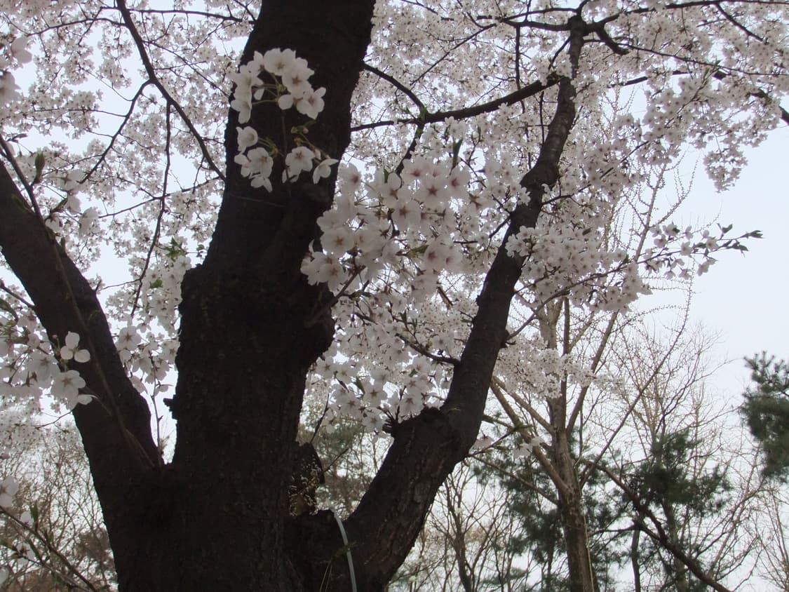 [아일릿 원희/작례O] 후지필름 파인픽스 f70exr 디카 상품이미지10