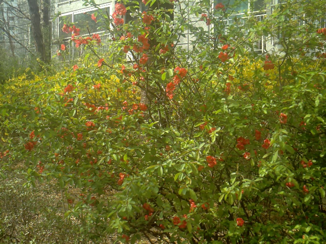 히타치 Hitachi HDC-503X 빈티지 디카 상품이미지5