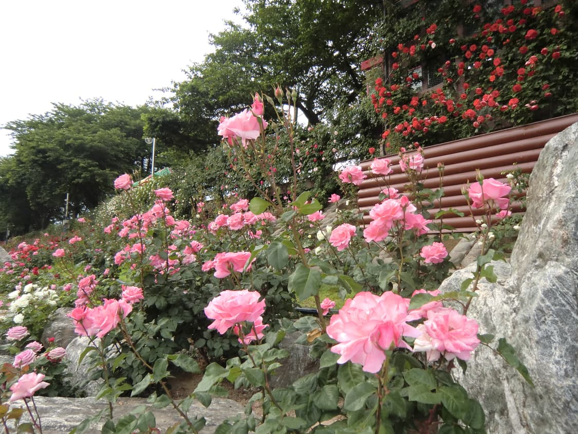 카시오 엑슬림 h15 상품이미지10
