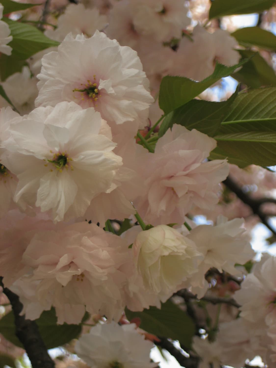 Canon IXY DIGITAL 60 / IXUS 55 상품이미지10