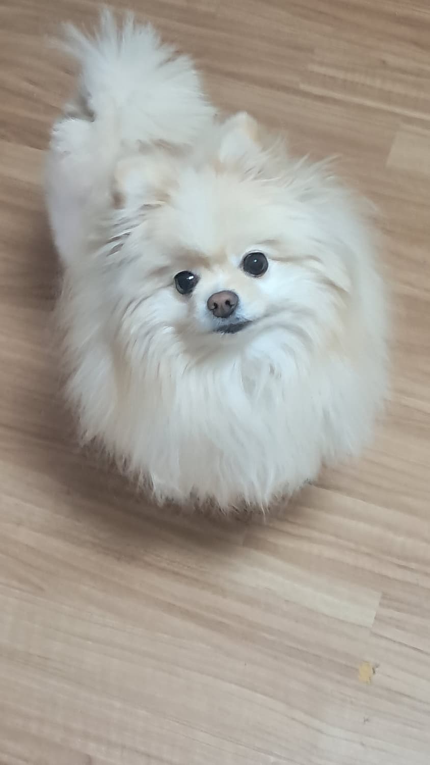 토종 국내산 사자 상품이미지1