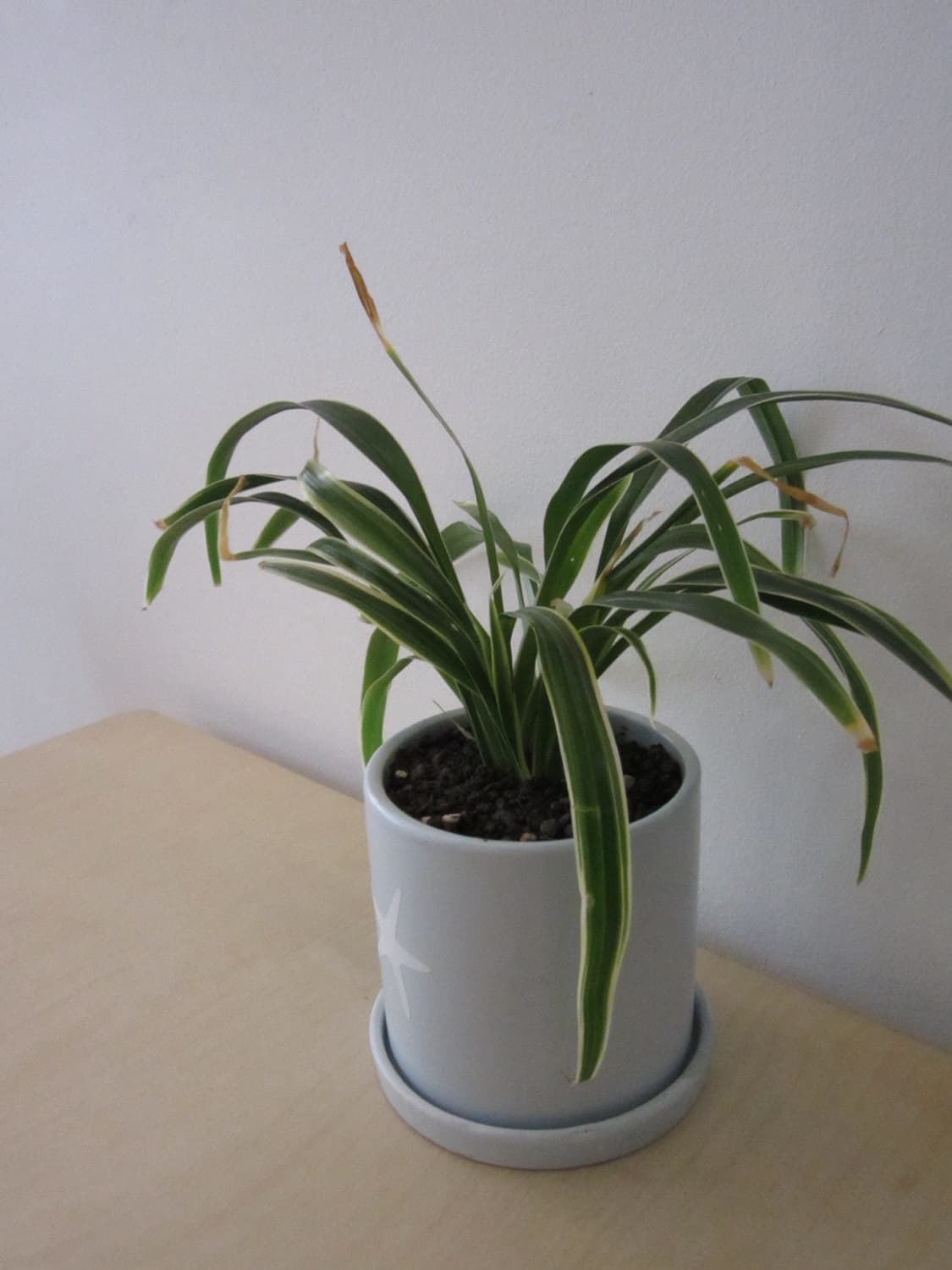 익시 210f 작례 확인용 상품이미지3