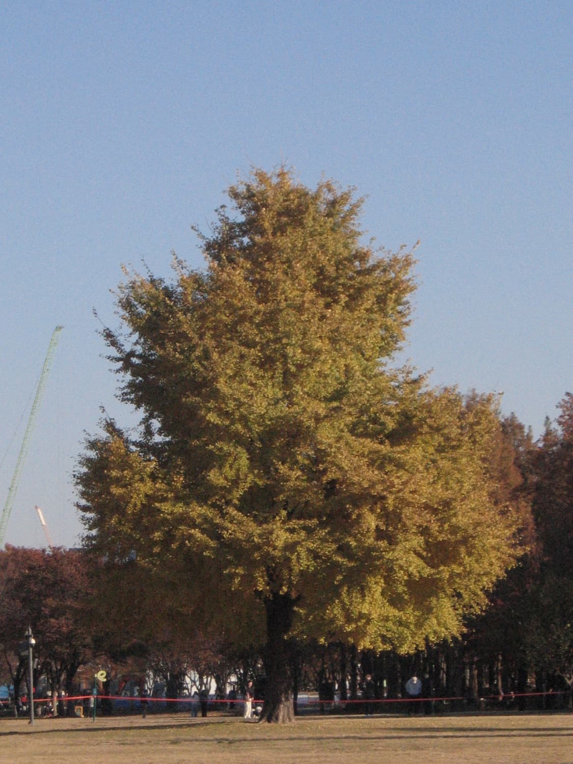 캐논 ixus 500 (작례있음) 상품이미지6