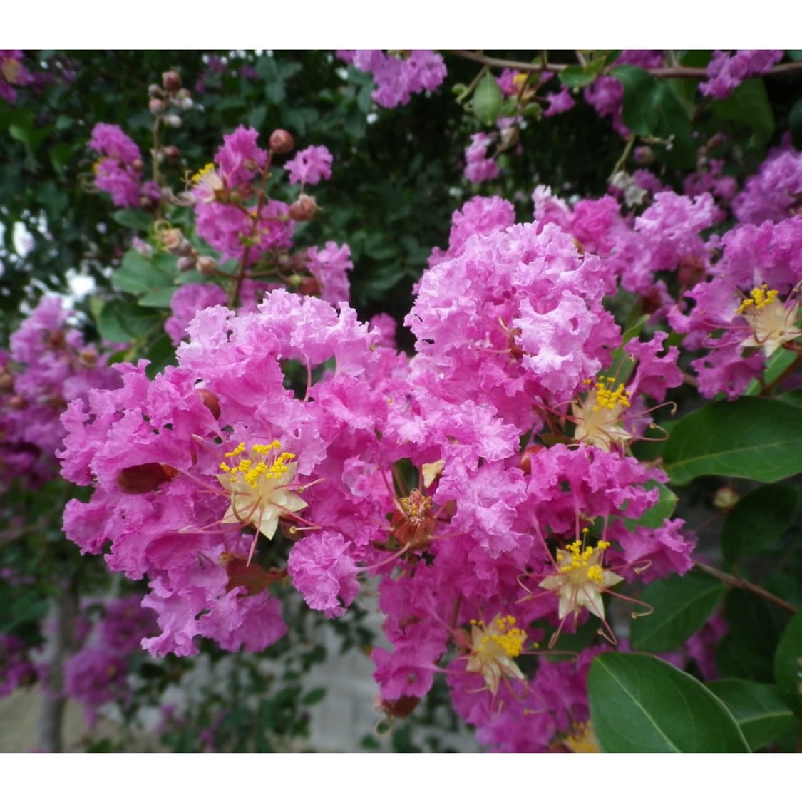 펜탁스 옵티오 i-10 화이트컬러 (작례 0) 상품이미지2