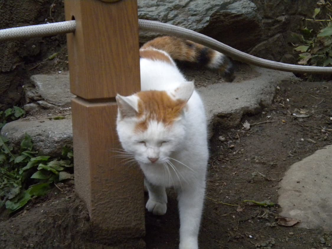 니콘 쿨픽스 Coolpix s220 디카 디지털카메라 상품이미지9