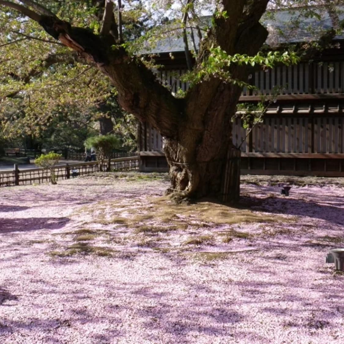 Pentax 옵티오 Optio W80 레드 빈티지디카 상품이미지2