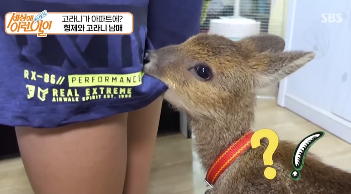 ❄️겨울❄️ 대장 모리걸 랜박 1명 선착! 일본빈티지 상품이미지1