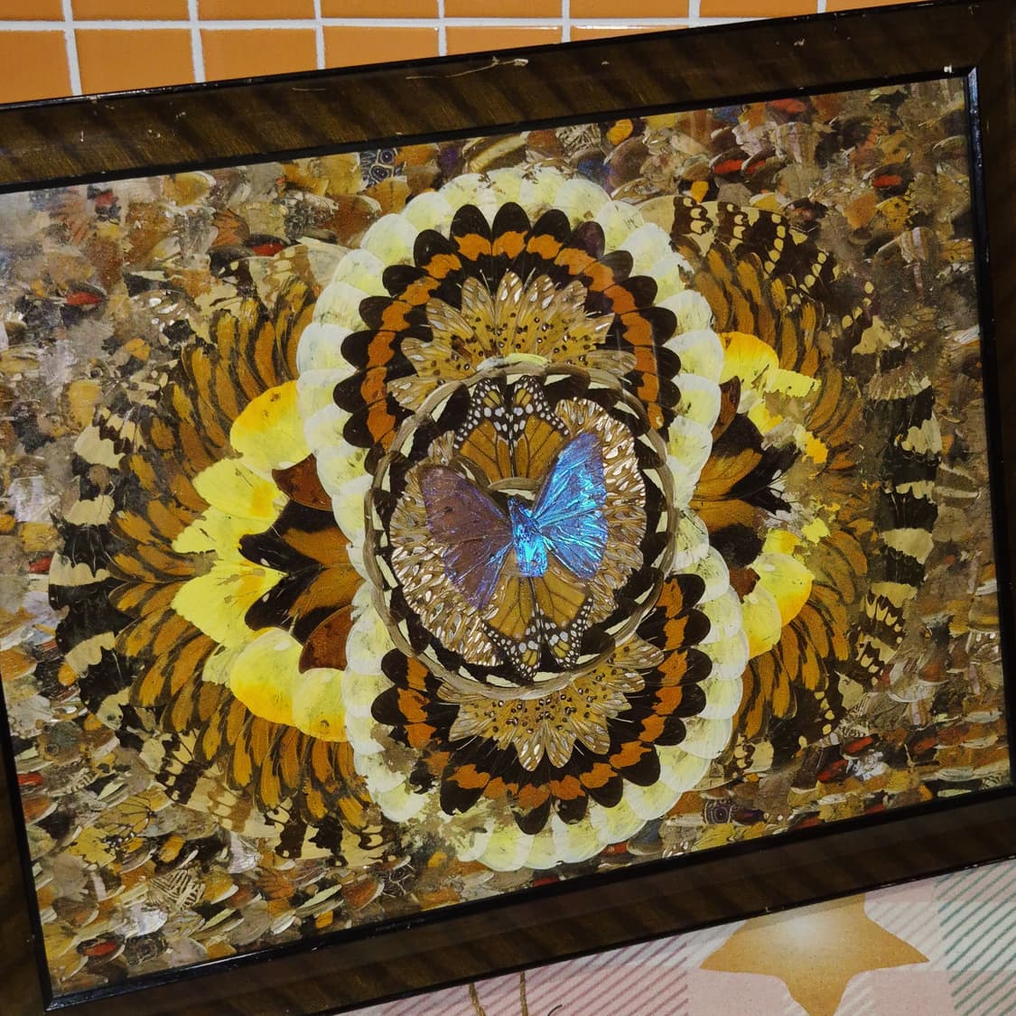 60s 모르포 나비 표본&날개 엔틱 대형 액자 상품이미지6