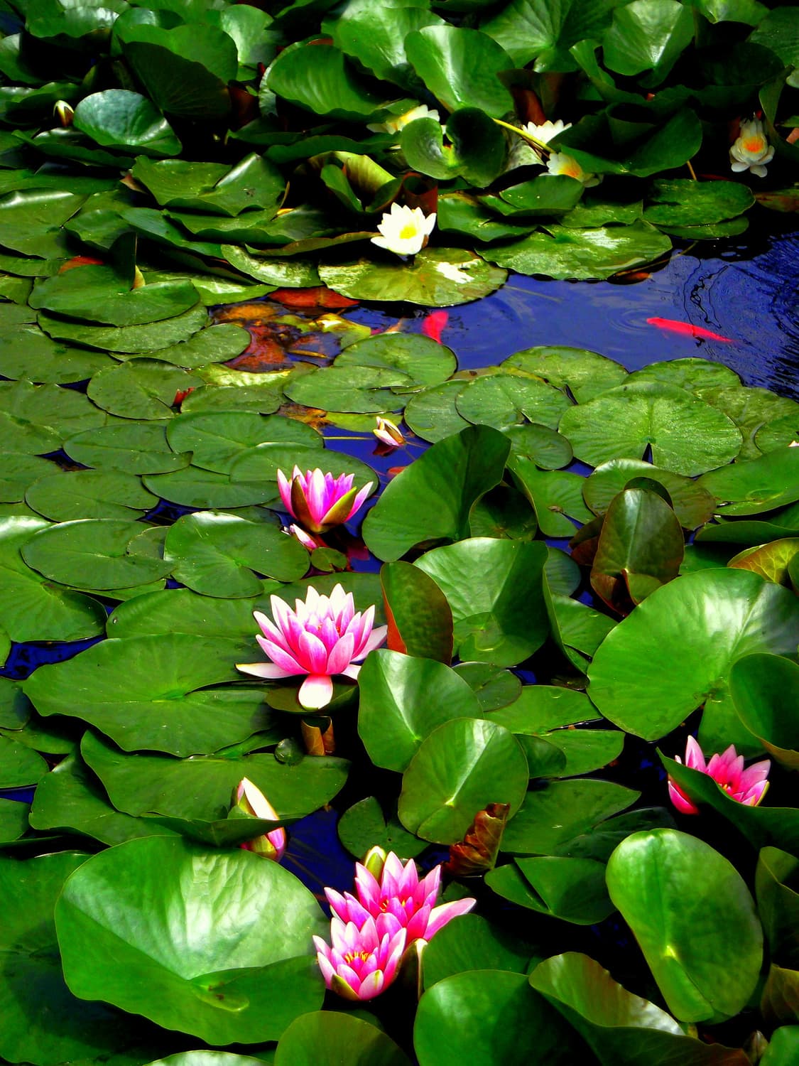 [소프트포커스!] 후지필름 Finepix JX660 매트블랙 디지털카메라 상품이미지9