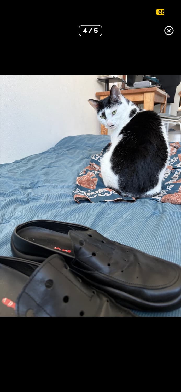 Prada Sports Dot Mule 상품이미지4