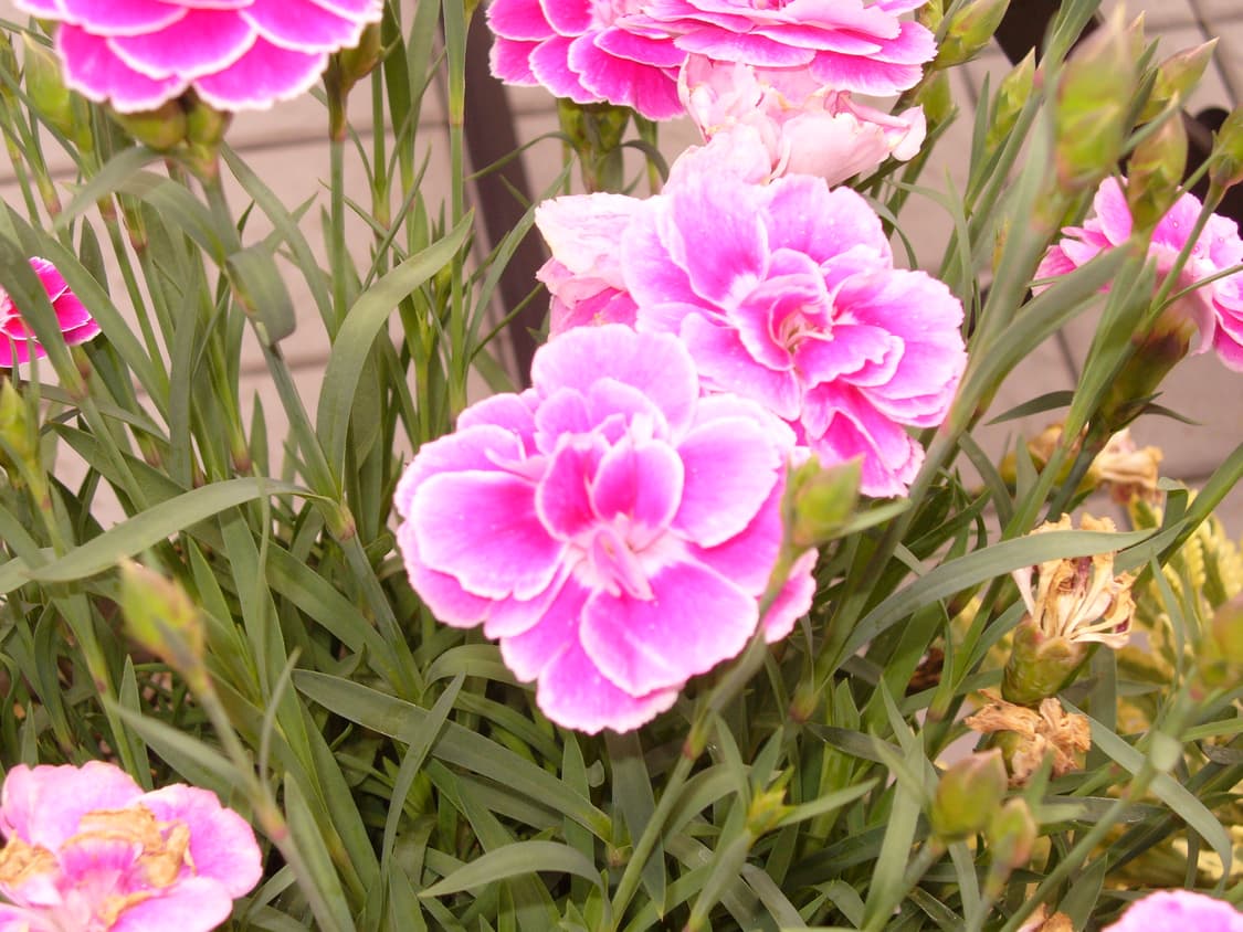 상태좋음🧚 파나소닉 DMC-LZ2 블랙 빈티지 디카 작례⭕️ 필름감성 상품이미지8