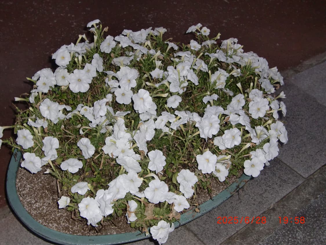 카시오 엑슬림 z400 상품이미지8