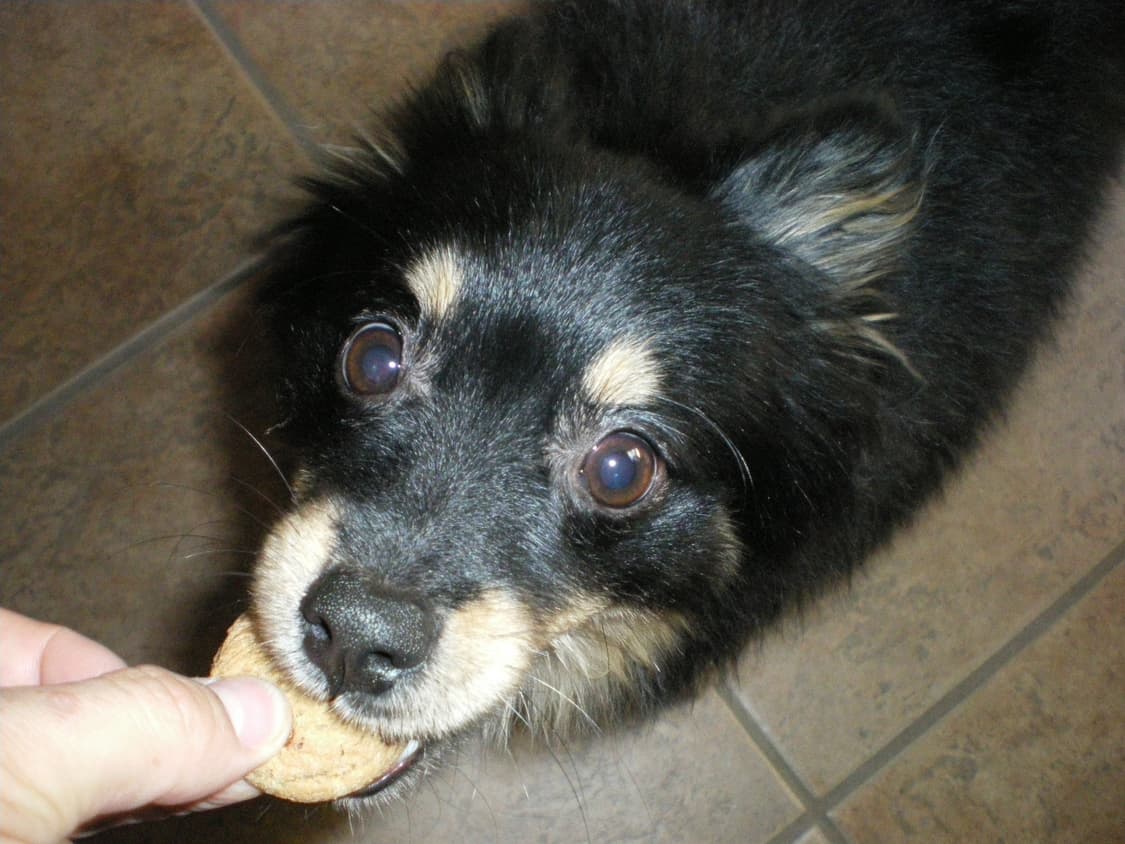 (한국어 지원) 펜탁스 옵티오 m40 빈티지 디카 디지털카메라 상품이미지10