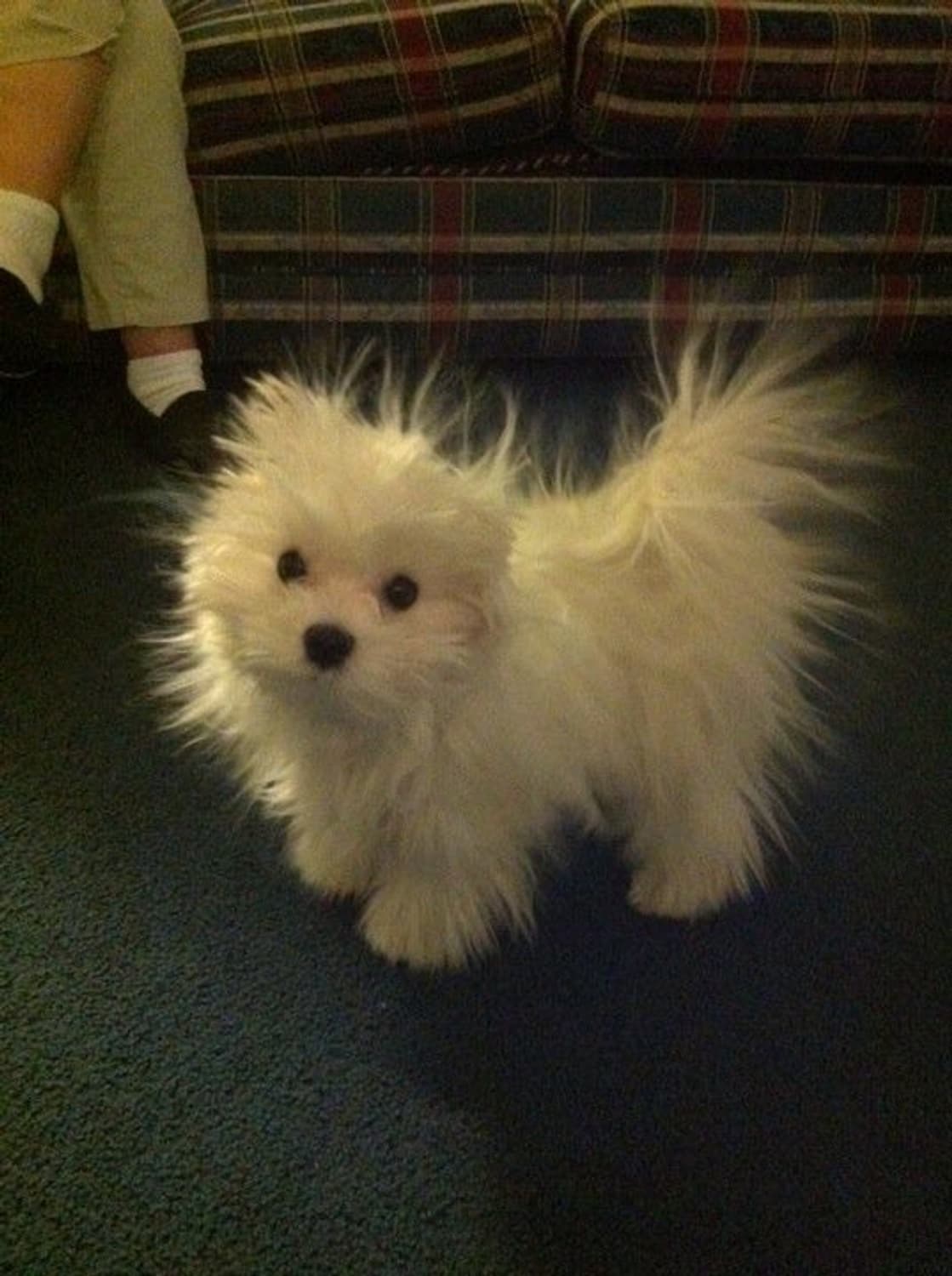 카드 결제창  상품이미지1