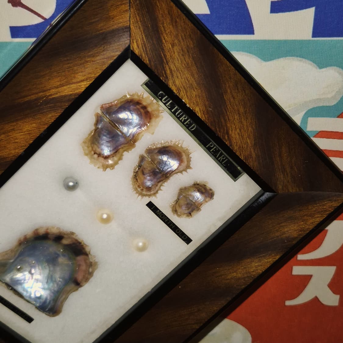 60s 이세시마 엔틱 진주 표본 우드 액자 상품이미지8