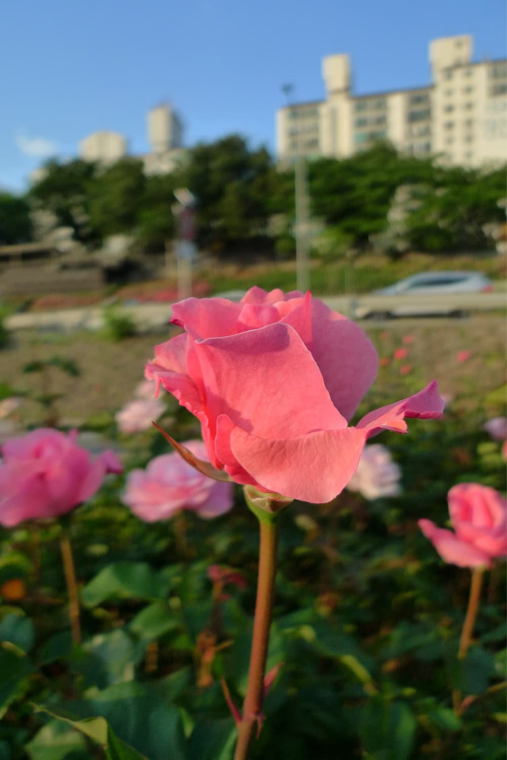 파나소닉 루믹스 LX3 상품이미지8