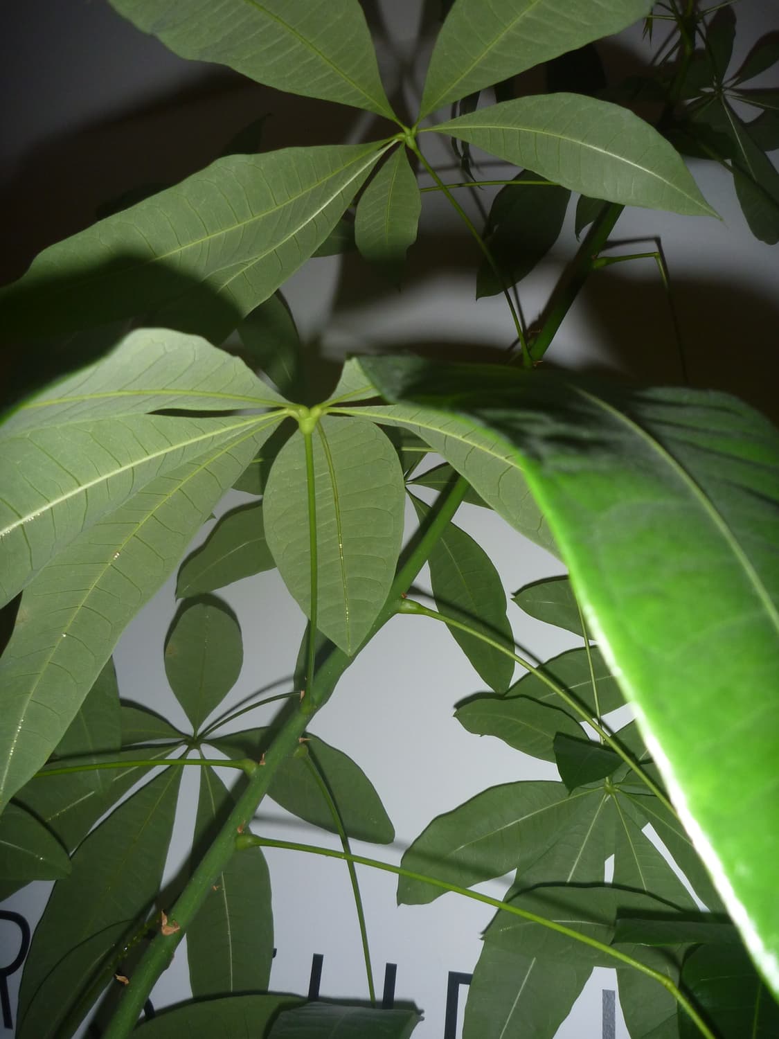 파나소닉 루믹스 dmc-fp8 디카 상품이미지5