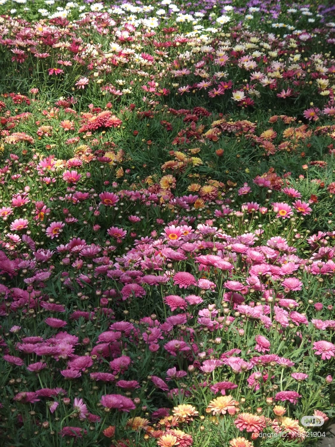 원희픽, 작례🪽후지필름 파인픽스 F80 EXR 상품이미지9