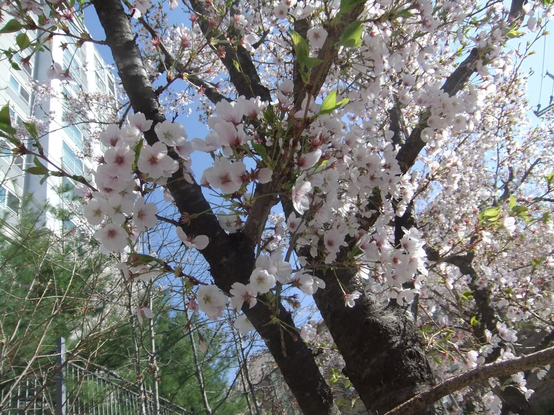 후지필름 파인픽스 f80exr (설명 참고) 상품이미지9