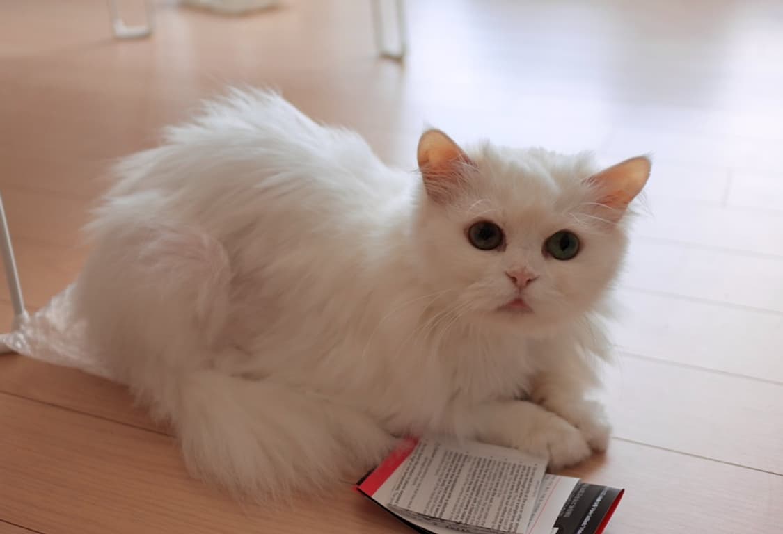 Canon Eos M6 mark2 미러리스 브이로그 풀세트 작례 O 상품이미지10