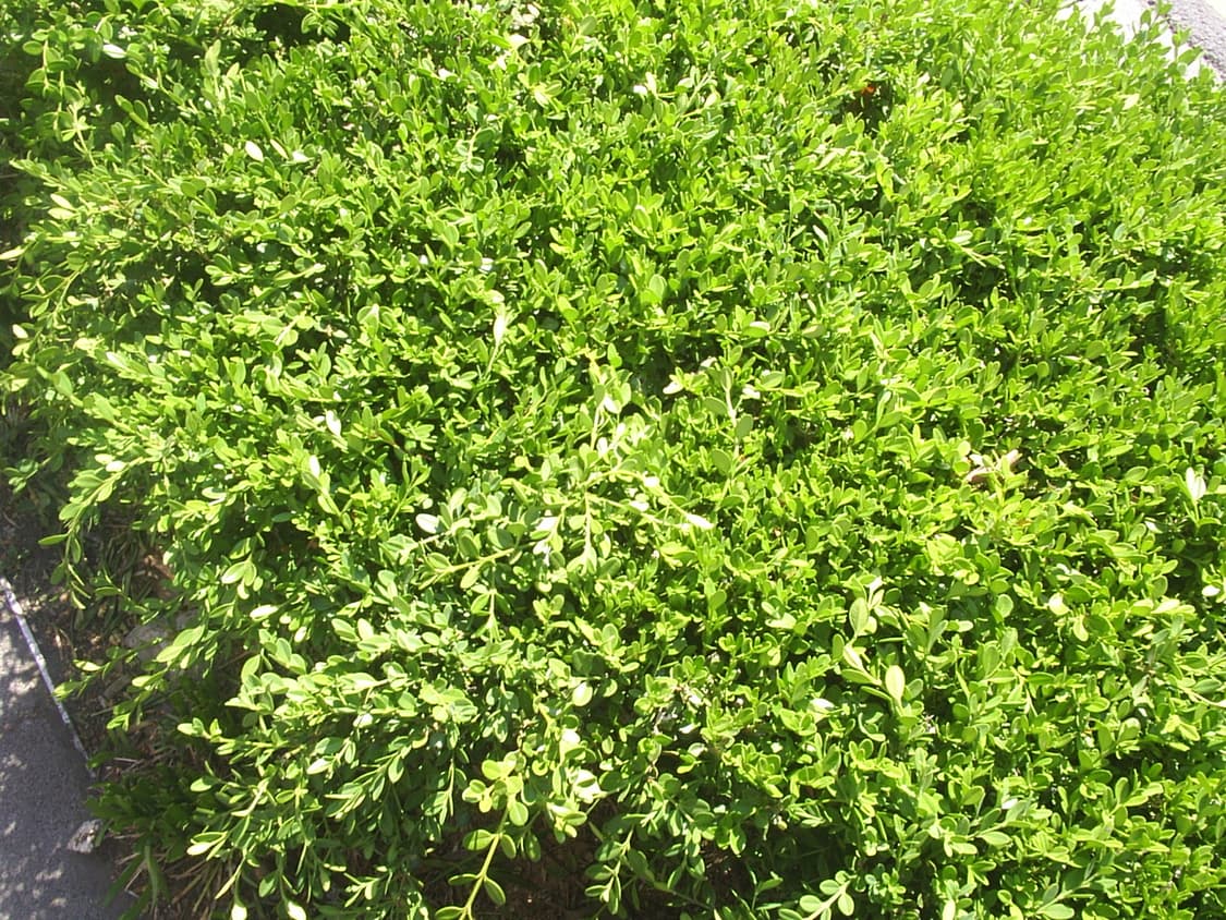 삼성 디지맥스301디카 상품이미지7