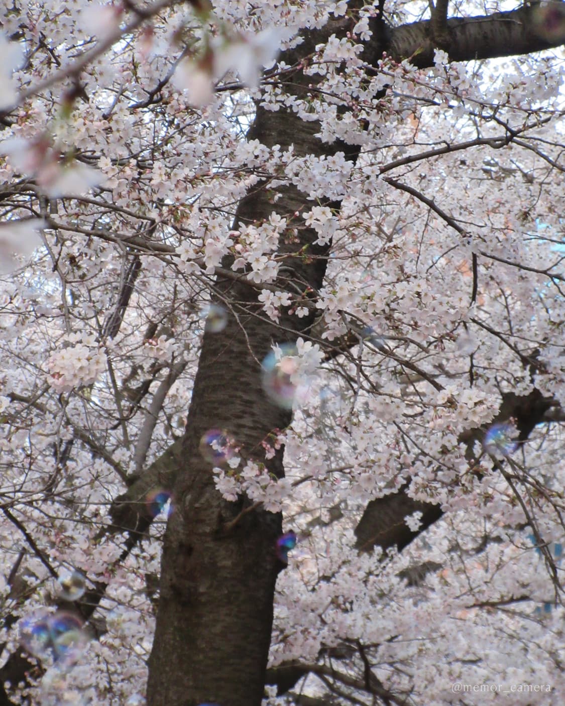 에스파윈터/켄달제너 사용🤍Canon IXY 650 캐논 디카 카메라  상품이미지8