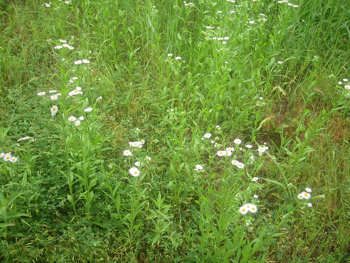 캐논 ixy 200 디카  상품이미지4