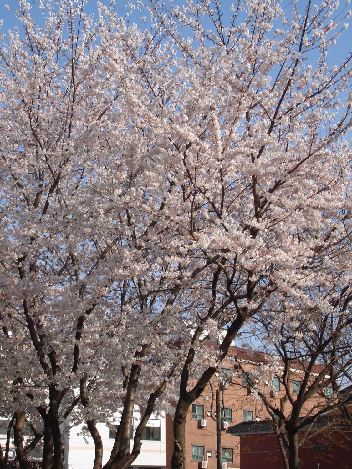 셀카&초희귀!) Sony RX100M3 III 디카 캠코더 상품이미지4