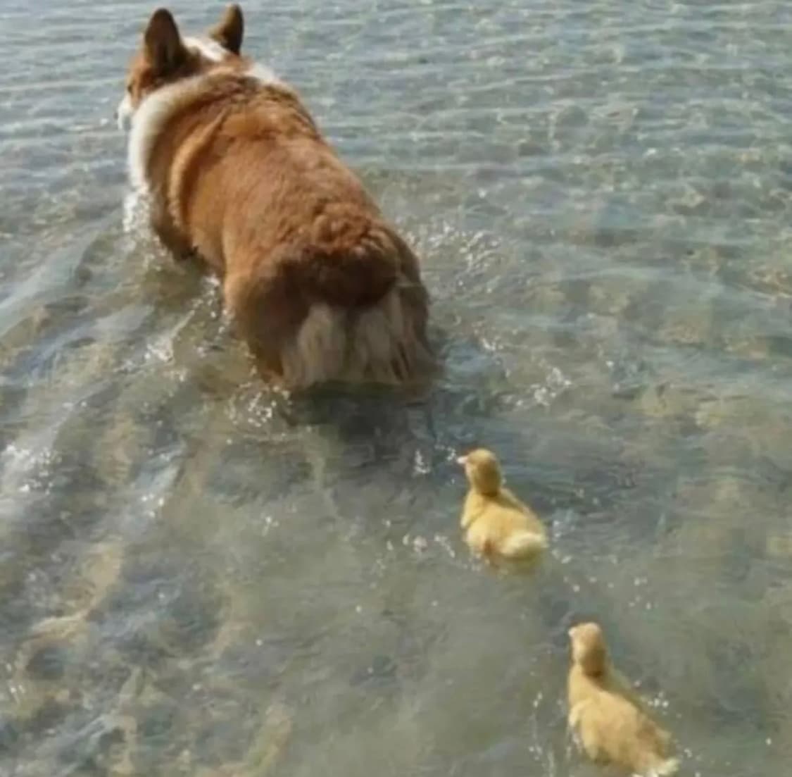 htae m-65 상품이미지1