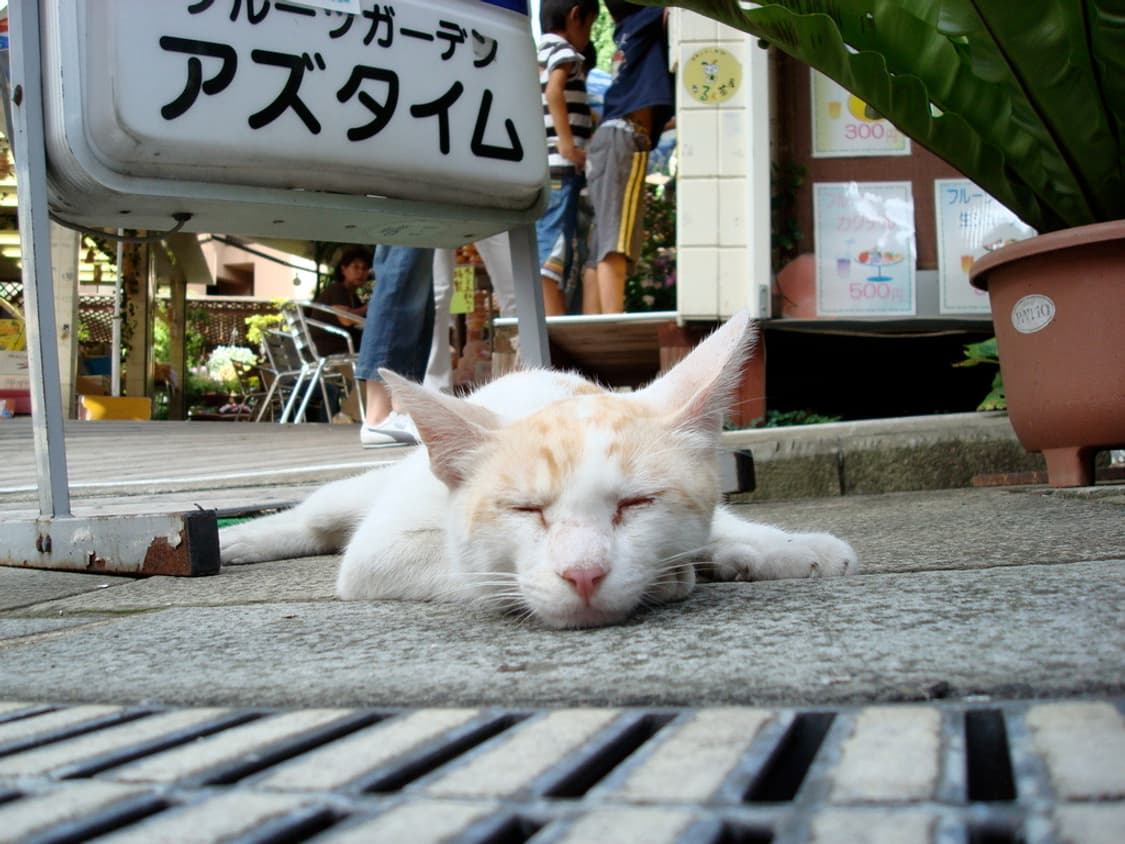 (메탈릭 핑크🎀) 소니 사이버샷 SONY DSC-W80 상품이미지7