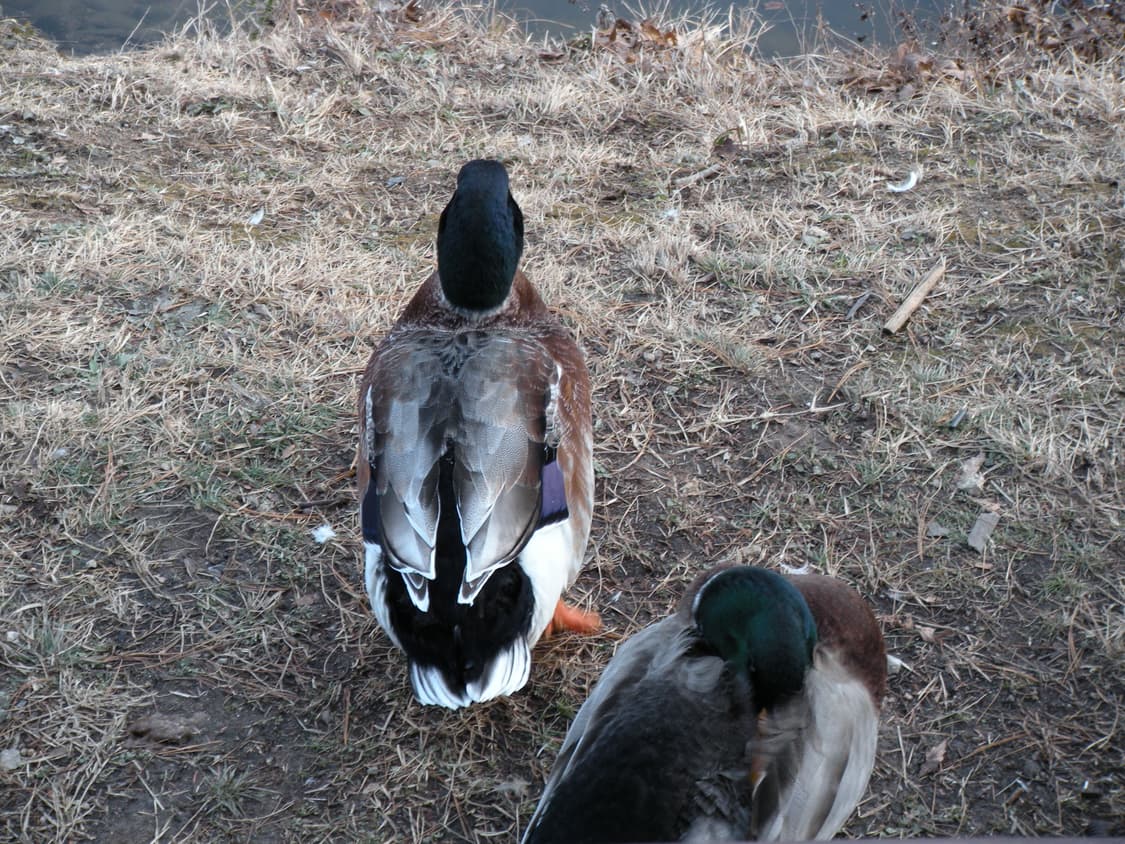 [핑크디카] 니콘 쿨픽스 S60 상품이미지4