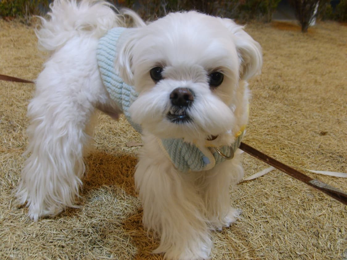 작례O 삼성 케녹스 Kenox S500 빈티지 디지털 카메라 디카 상품이미지6