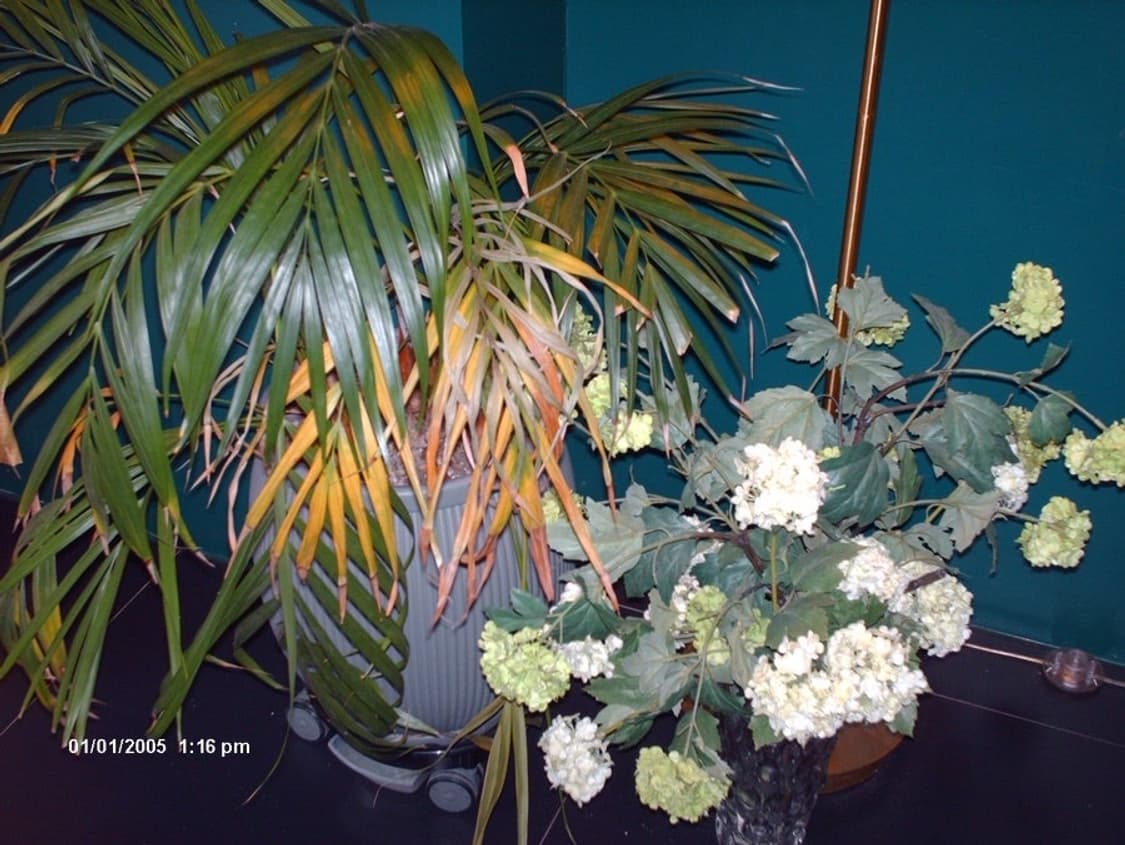 작례O) hp 포토스마트 E317 빈티지 디카 상품이미지9