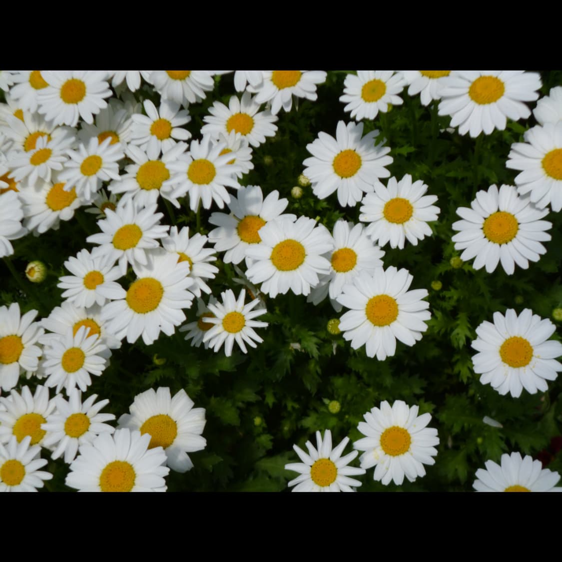 작례⭕️ 루믹스 파나소닉 DMC-FH8 상품이미지9