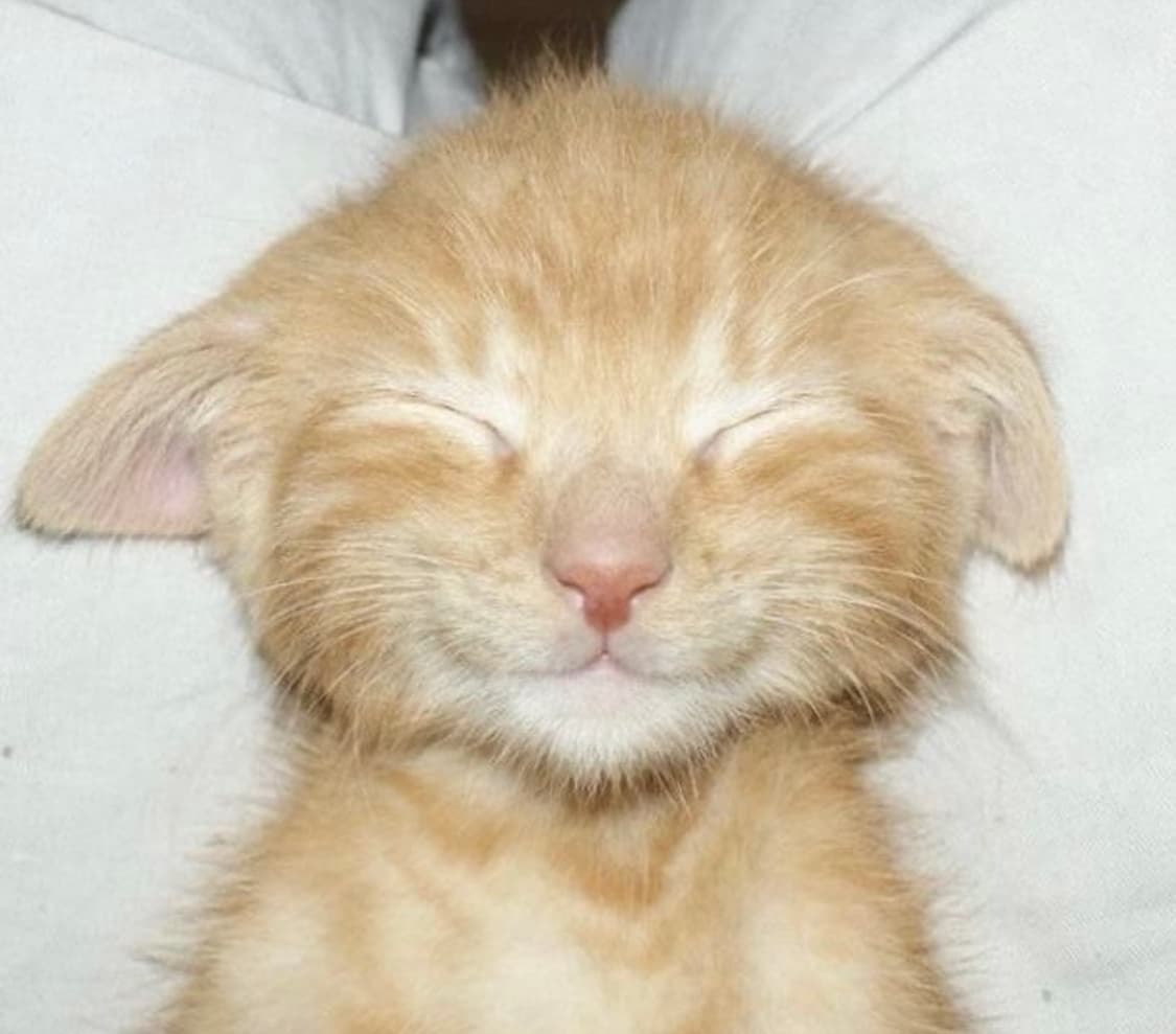 아베크롬비 Y2K 딥레드 버건디 후드집업 상품이미지1