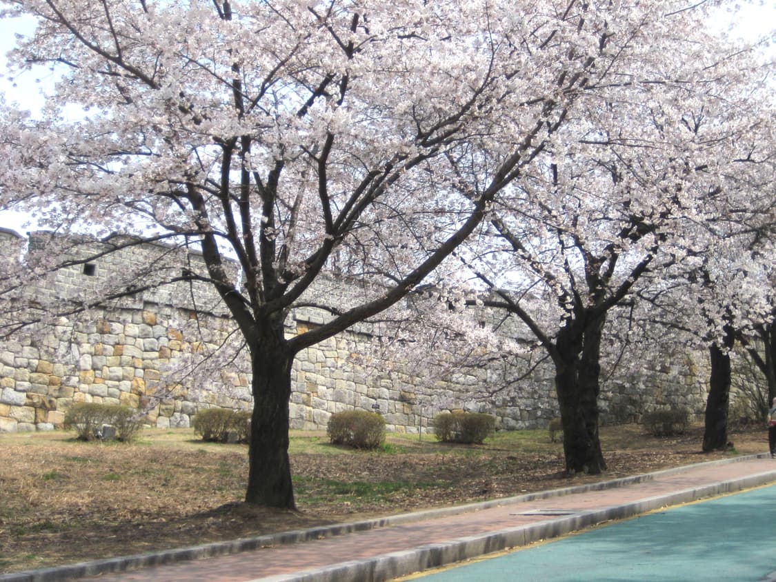 Canon (ixus70) ixy10 풀박스 미품 판매/작례o 상품이미지9