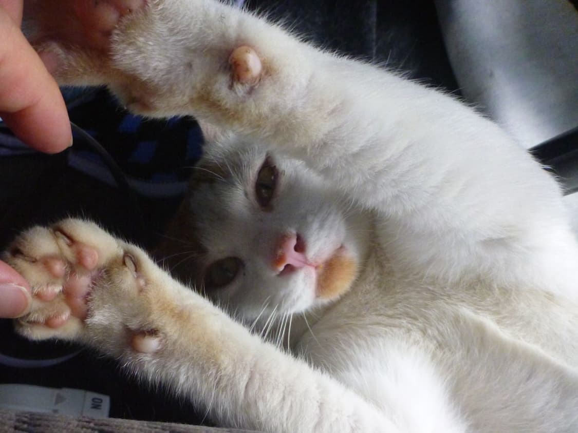 빈티지 디카 모노크롬 상품이미지5