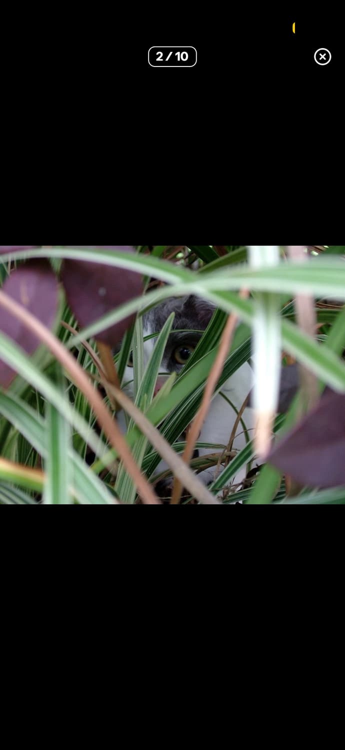 [하이엔드&초레어!] 후지필름 Finepix F700 디지털 카메라 상품이미지2