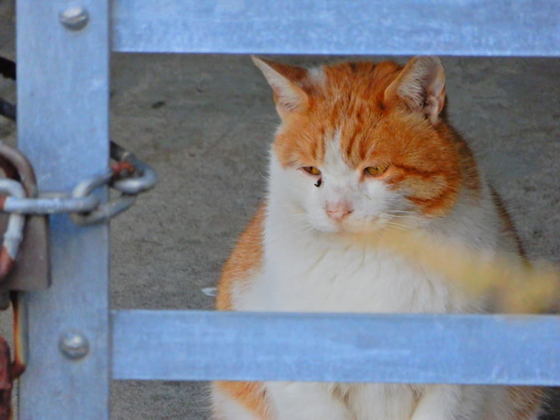 니콘 쿨픽스 Nikon COOLPIX A900 블랙 상품이미지4