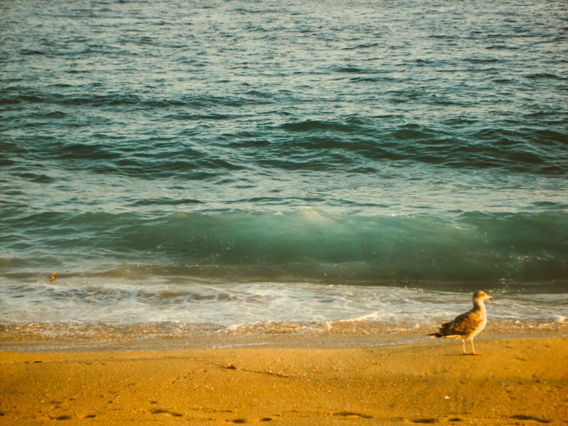 빈티지 디지털 카메라 소니 사이버샷 DSC-WX100 작례o 상품이미지3